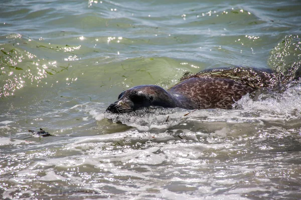 Floating Gray Seal North Sea — Stock Photo, Image