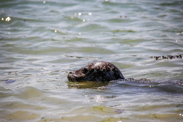 Seals Animals Marine Mammal — Stock Photo, Image