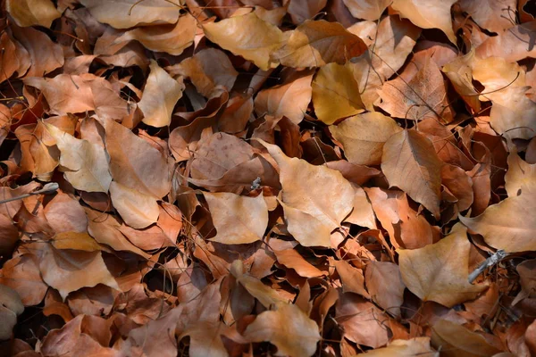 Herfstbladeren Volledig Frame — Stockfoto