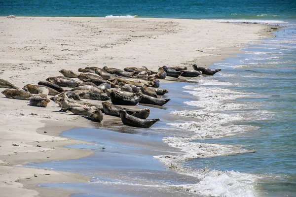 Gray Seals North Sea Beach — ストック写真