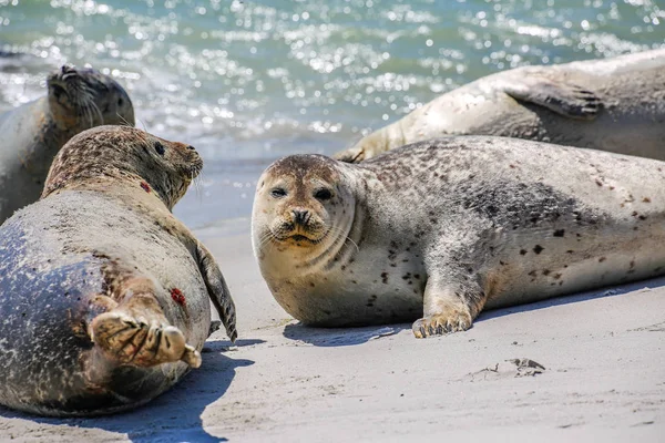 Grijze Zeehonden Een Noordzeestrand — Stockfoto