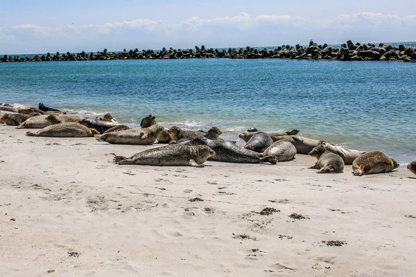 Selos Cinzentos Uma Praia Mar Norte — Fotografia de Stock