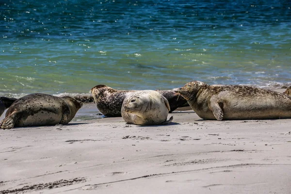 Gray Seals North Sea Beach — 스톡 사진