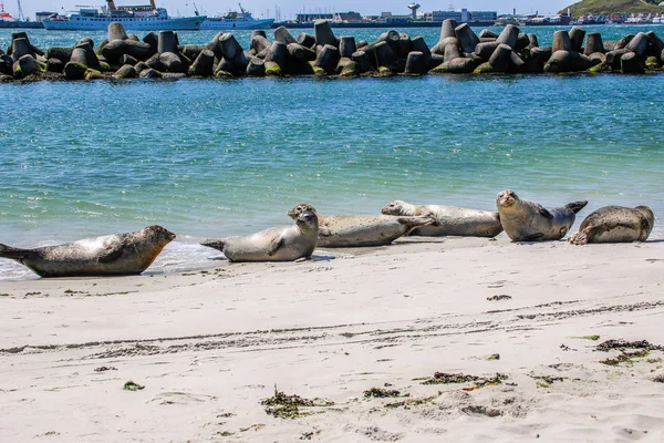 Focas Grises Una Playa Del Mar Del Norte — Foto de Stock