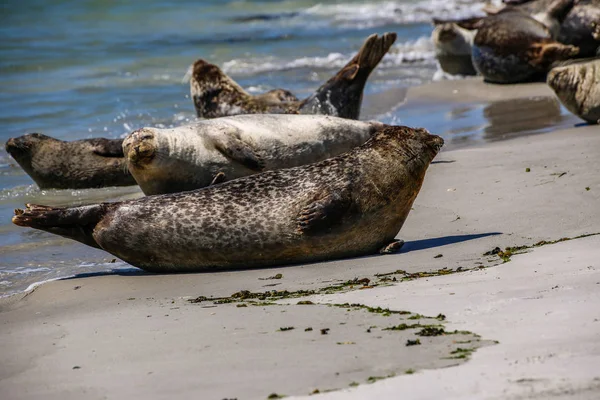 Grijze Zeehonden Een Noordzeestrand — Stockfoto