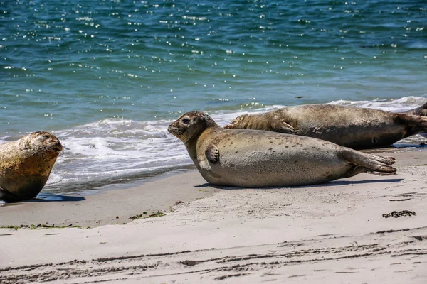 Focas Grises Una Playa Del Mar Del Norte — Foto de Stock