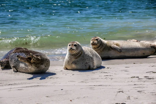 Gray Seals North Sea Beach — Stok fotoğraf