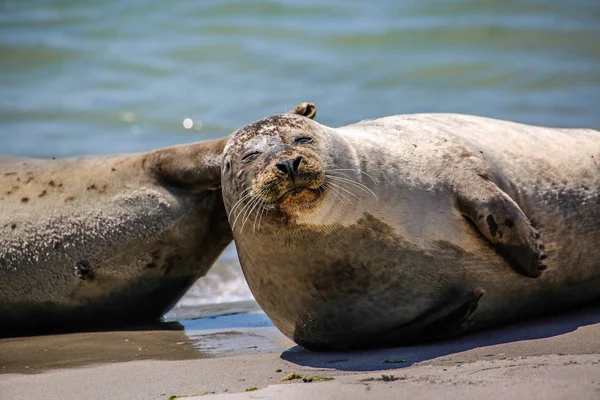 Gray Seals North Sea Beach — Stock Photo, Image