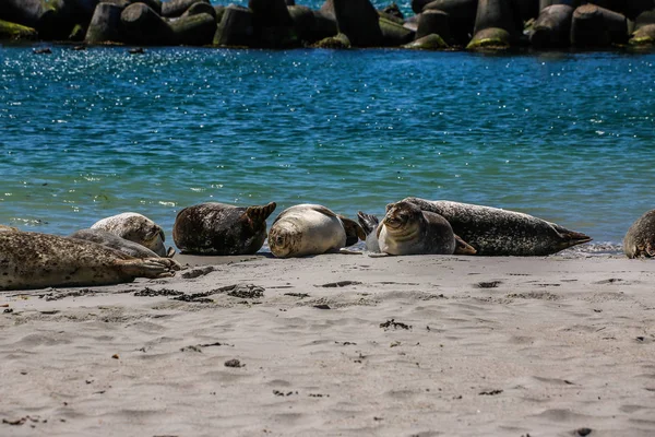 Focas Grises Una Playa Del Mar Del Norte —  Fotos de Stock