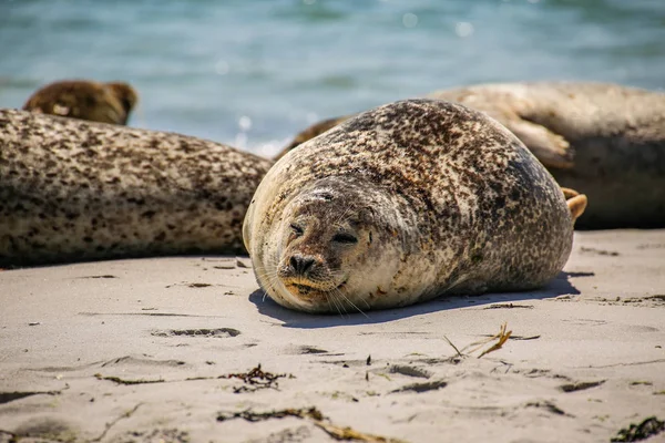 Grijze Zeehonden Een Noordzeestrand — Stockfoto