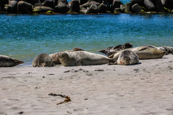 Gray Seals North Sea Beach — 图库照片