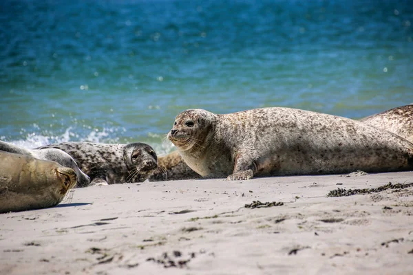 Gray Seals North Sea Beach — Stock Photo, Image