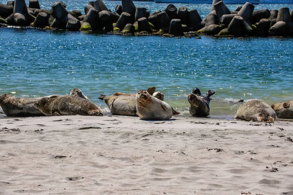 Focas Grises Una Playa Del Mar Del Norte —  Fotos de Stock