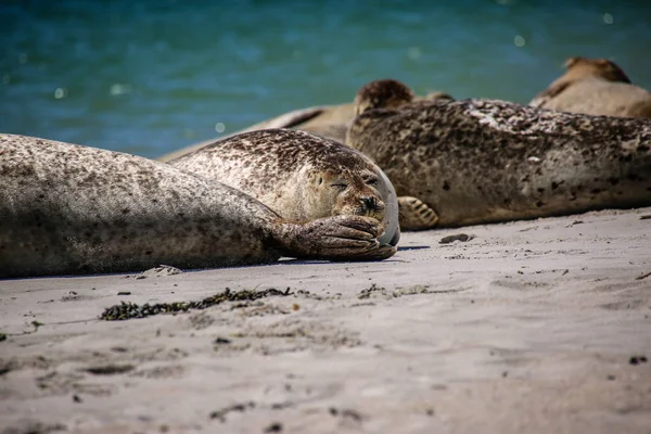 Gray Seals North Sea Beach — Stock Photo, Image