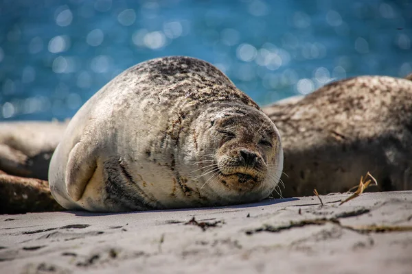 Сірі Тюлені Північному Морському Пляжі — стокове фото
