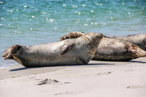 Gray Seals North Sea Beach — Stockfoto