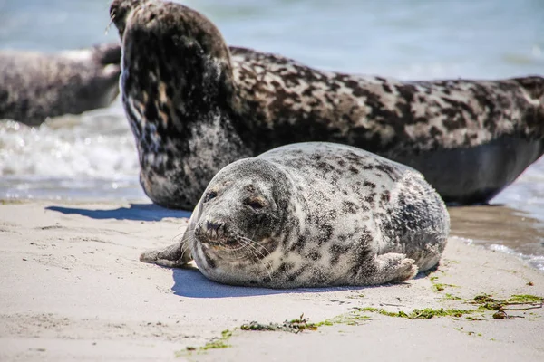 Kegelrobben Einem Nordseestrand — Stockfoto