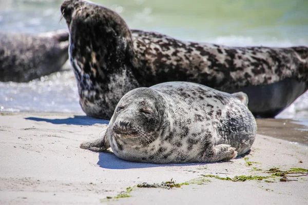 Focas Grises Una Playa Del Mar Del Norte — Foto de Stock