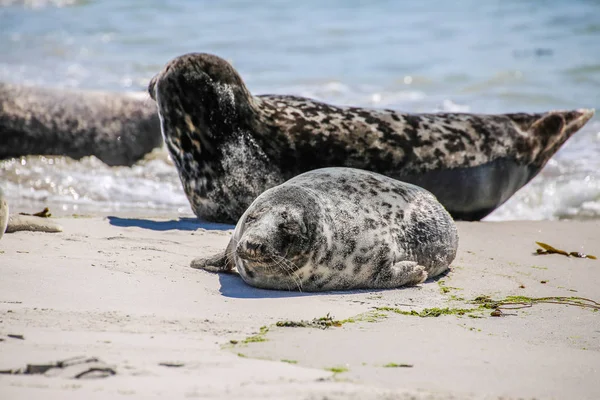 Gray Seals North Sea Beach — Stok fotoğraf