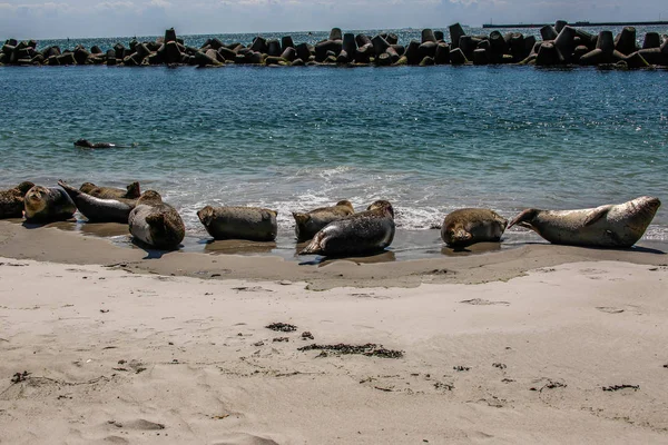 Foche Grigie Una Spiaggia Del Mare Del Nord — Foto Stock