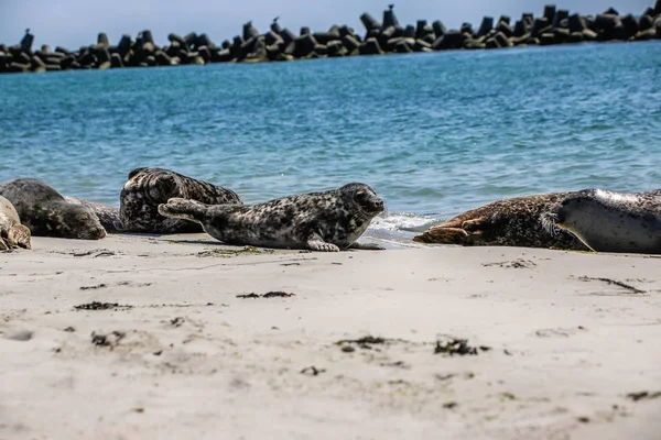 Gray Seals North Sea Beach — 图库照片