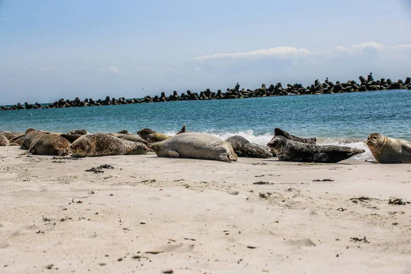 Focas Grises Una Playa Del Mar Del Norte — Foto de Stock