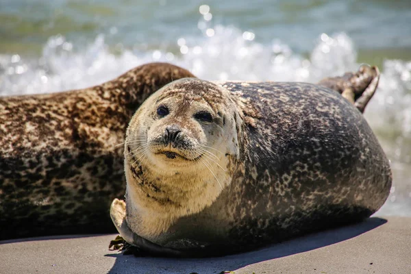 Gray Seals North Sea Beach — Stock Photo, Image