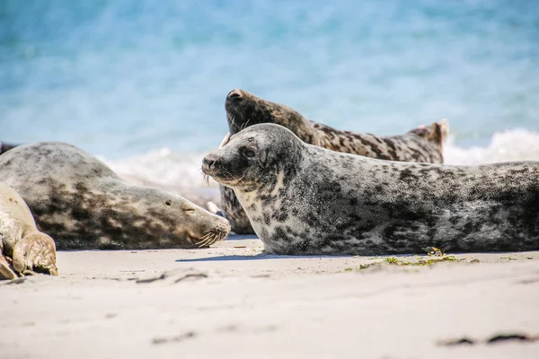 Gray Seals North Sea Beach — ストック写真