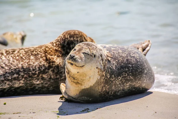 Comodamente Una Spiaggia Del Mare Del Nord — Foto Stock