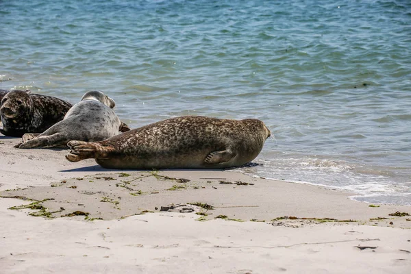 Brotes Cono Una Playa Del Mar Del Norte — Foto de Stock