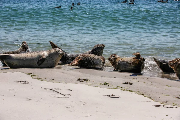 Focas Grises Una Playa Del Mar Del Norte — Foto de Stock