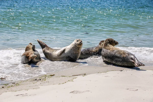 Kegel Scheuten Een Noordzee Strand — Stockfoto