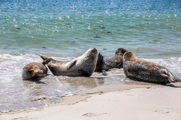 Focas Grises Una Playa Del Mar Del Norte — Foto de Stock