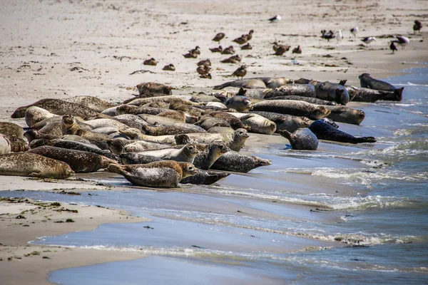 Gray Seals North Sea Beach — Stok fotoğraf