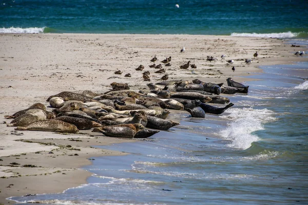 Gray Seals North Sea Beach — 图库照片