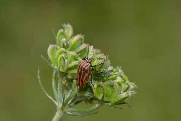 Tira Insetos Casal Uma Flor — Fotografia de Stock