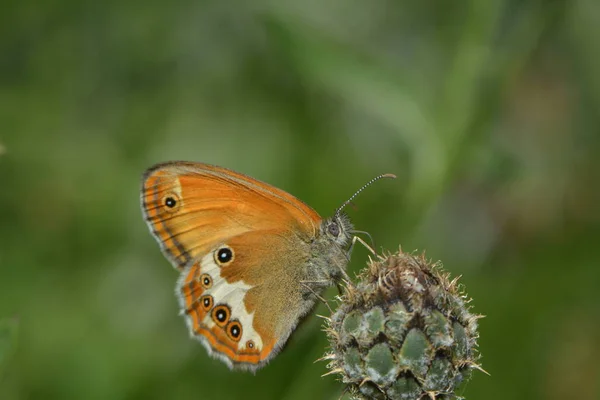 Perlgrasfalter Senta Uma Flor — Fotografia de Stock