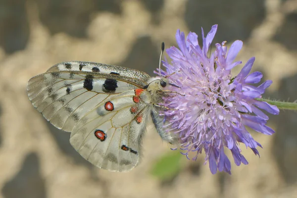 Krásný Motýl Květu — Stock fotografie