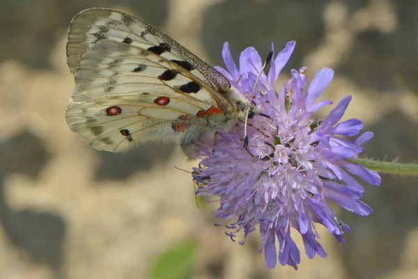 Krásný Motýl Květu — Stock fotografie