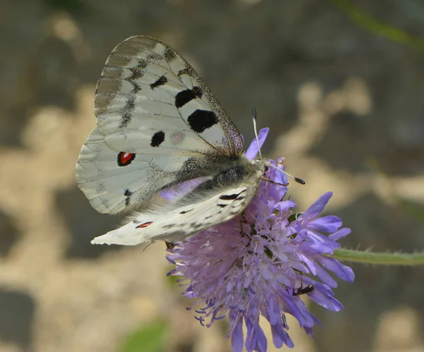 Gros Plan Papillon Dans Habitat Concept Sauvagerie — Photo