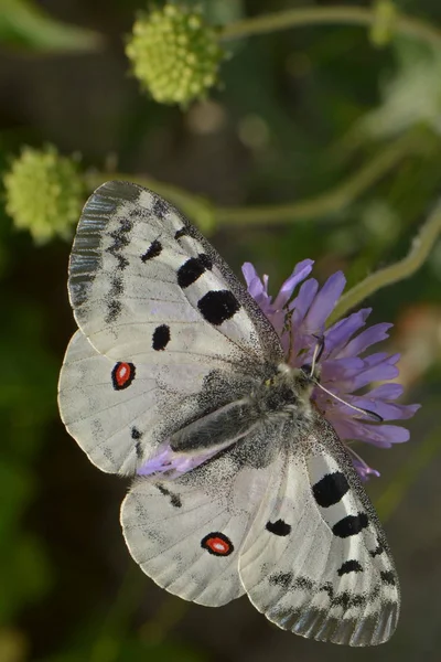 Beau Papillon Fleur — Photo