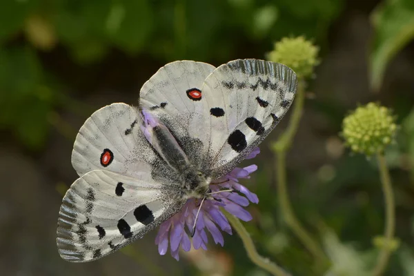 Çiçek Açmış Güzel Kelebek — Stok fotoğraf
