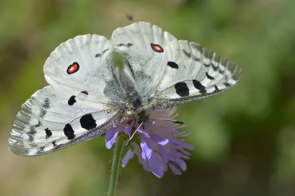 Çiçek Açmış Güzel Kelebek — Stok fotoğraf