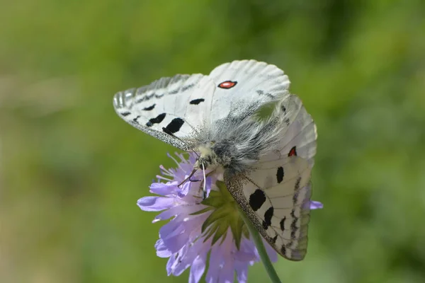 Mooie Vlinder Bloei — Stockfoto
