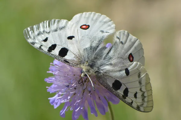 Hermosa Mariposa Flor — Foto de Stock