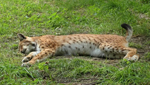 Lince Dormiente Lince Lince — Foto Stock