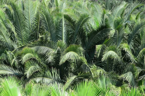 Palm Leaves Στην Ισπανία — Φωτογραφία Αρχείου