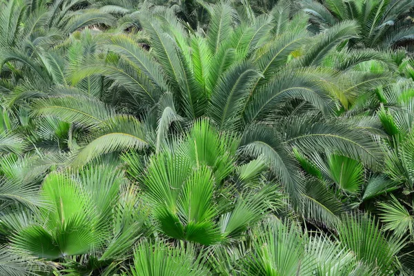 Spanya Palmiye Yaprakları — Stok fotoğraf