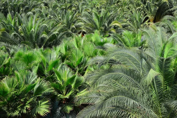 Palmblätter Spanien — Stockfoto