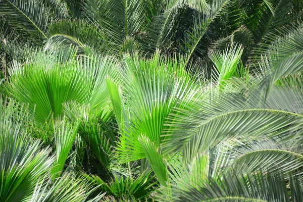 西班牙的棕榈叶 — 图库照片